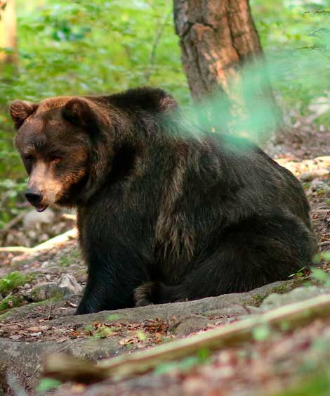 Visita il Parco > Museo Casa del Parco Orso